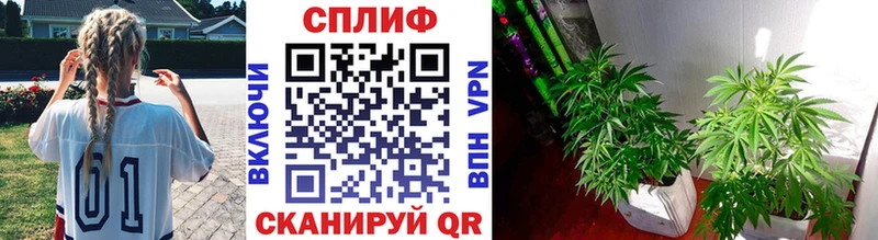 где можно купить   Лесной  Бошки марихуана семена 